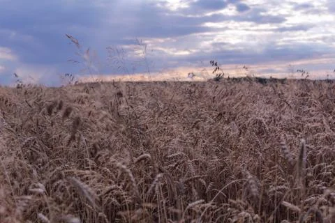 Beautiful field composition. Stock Photos