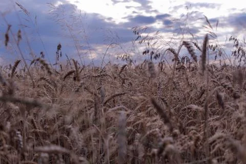 Beautiful field composition. Stock Photos