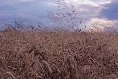 Beautiful field composition. Stock Photos