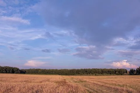 Beautiful field composition. Stock Photos