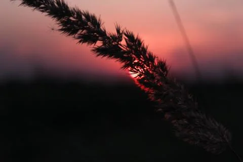Beautiful field composition. Stock Photos