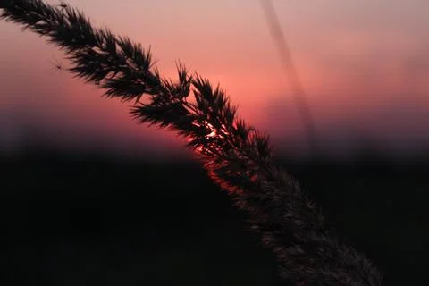 Beautiful field composition. Stock Photos