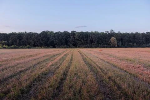 Beautiful field composition. Stock Photos