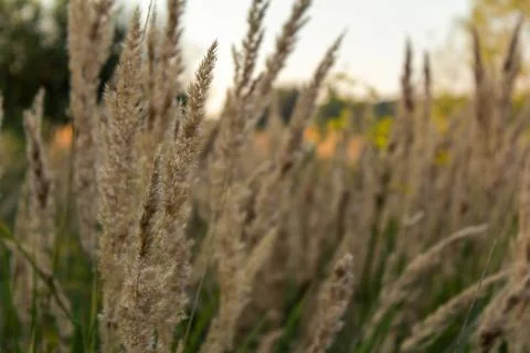 Beautiful field composition. Stock Photos