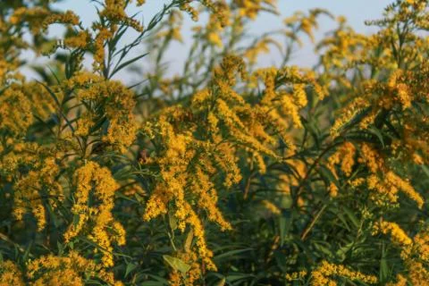 Beautiful field composition. Stock Photos