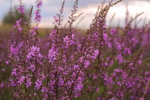 Beautiful field composition. Stock Photos