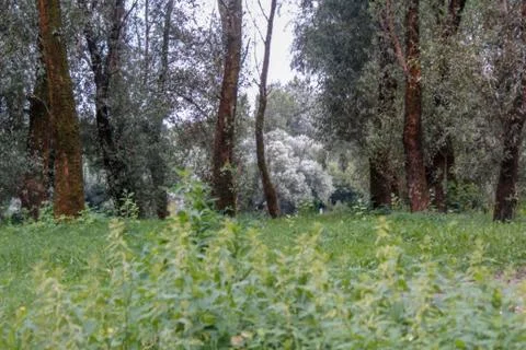 Beautiful field composition. Stock Photos