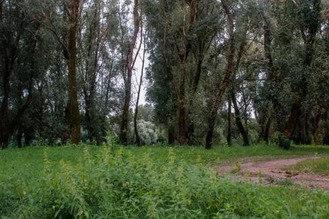 Beautiful field composition. Stock Photos