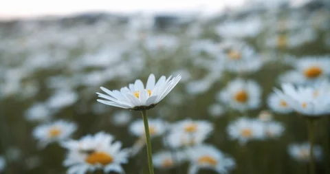 Beautiful field with daisies. Slow motion video in 4K. Stock Footage 112015323