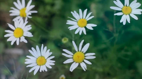 Beautiful field of daisies swaying in the wind. Summer Macro shooting. 動画素材 50082957
