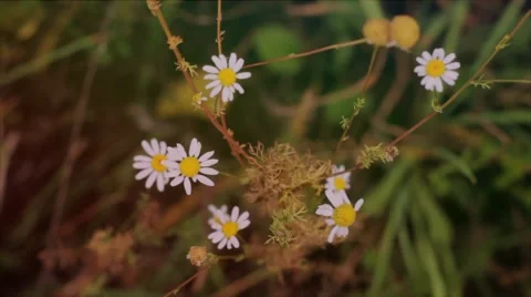 Beautiful field of daisies swaying in the wind. Summer Macro shooting. Stockbeeldmateriaal 50090465