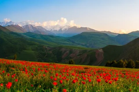 Beautiful field of flowering poppies on a background of snowy mountains Stock Photos