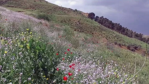 Beautiful field with flowers. Stock Footage 77000848