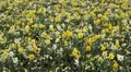 Beautiful Field of Flowers in Spring Season HD Footage
