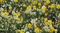 Beautiful Field of Flowers in Spring Season HD Footage
