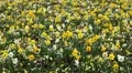 Beautiful Field of Flowers in Spring Season HD Footage