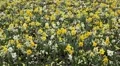 Beautiful Field of Flowers in Spring Season HD Footage