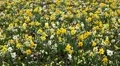 Beautiful Field of Flowers in Spring Season HD Footage