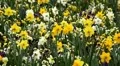 Beautiful Field of Flowers in Spring Season HD Footage