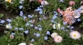 Beautiful Field of Flowers in Spring Season HD Footage