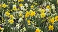 Beautiful Field of Flowers in Spring Season HD Footage