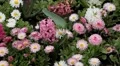 Beautiful Field of Flowers in Spring Season HD Footage