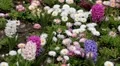 Beautiful Field of Flowers in Spring Season HD Footage