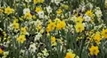 Beautiful Field of Flowers in Spring Season HD Footage
