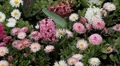 Beautiful Field of Flowers in Spring Season HD Footage