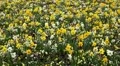 Beautiful Field of Flowers in Spring Season HD Footage