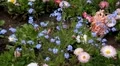 Beautiful Field of Flowers in Spring Season HD Footage