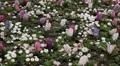 Beautiful Field of Flowers in Spring Season HD Footage