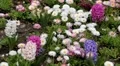 Beautiful Field of Flowers in Spring Season HD Footage