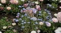 Beautiful Field of Flowers in Spring Season HD Footage