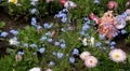 Beautiful Field of Flowers in Spring Season HD Footage