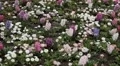 Beautiful Field of Flowers in Spring Season HD Footage