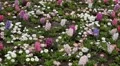 Beautiful Field of Flowers in Spring Season HD Footage