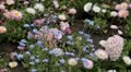 Beautiful Field of Flowers in Spring Season HD Footage