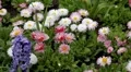 Beautiful Field of Flowers in Spring Season HD Footage