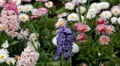 Beautiful Field of Flowers in Spring Season HD Footage