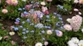 Beautiful Field of Flowers in Spring Season HD Footage