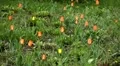 Beautiful Field of Flowers in Spring Season, Tulips HD Footage