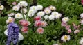 Beautiful Field of Flowers in Spring Season HD Footage