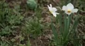 Beautiful Field of Flowers in Spring Season HD Footage