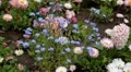 Beautiful Field of Flowers in Spring Season HD Footage