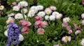 Beautiful Field of Flowers in Spring Season HD Footage