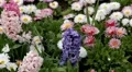 Beautiful Field of Flowers in Spring Season HD Footage