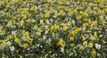Beautiful Field of Flowers in Spring Season HD Footage