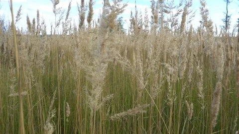 A beautiful field of Golden spikelets in a clear Sunny day Stockbeeldmateriaal 80068977