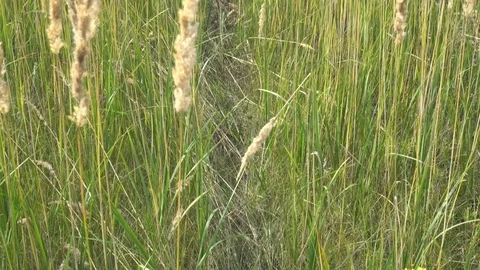 A beautiful field of Golden spikelets in a clear Sunny day Vidéo 80069324